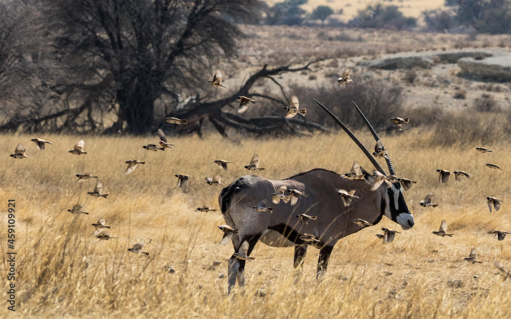 Fototapeta premium Flock of birds fly around a gemsbuck