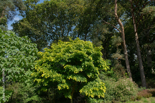 Lush Green Summer Leaves on a Kentucky Yellowwood or Virgilia Tree (Cladrastis kentuckea) Growing in a Woodland Garden in Rural Devon, England, UK photo