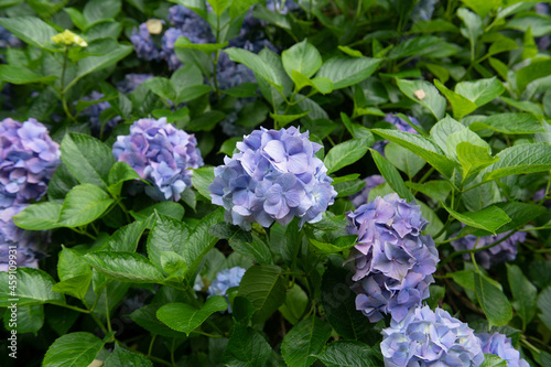 Background or Texture of a Late Summer Flowering Bright Blue Flower Head and Lush Green Leaves on a Hydrangea Shrub Growing in a Woodland Garden in Rural Devon  England  UK