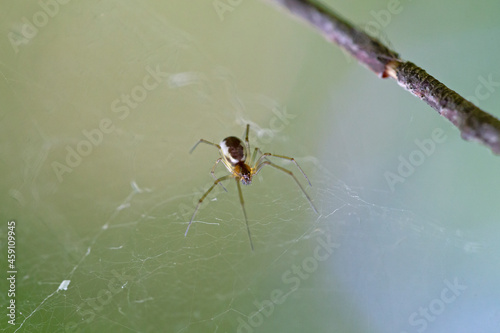 Neriene peltata is a species of spider belonging to the family Linyphiidae. photo