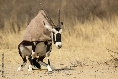 Gemsbuck with broken horn defecating