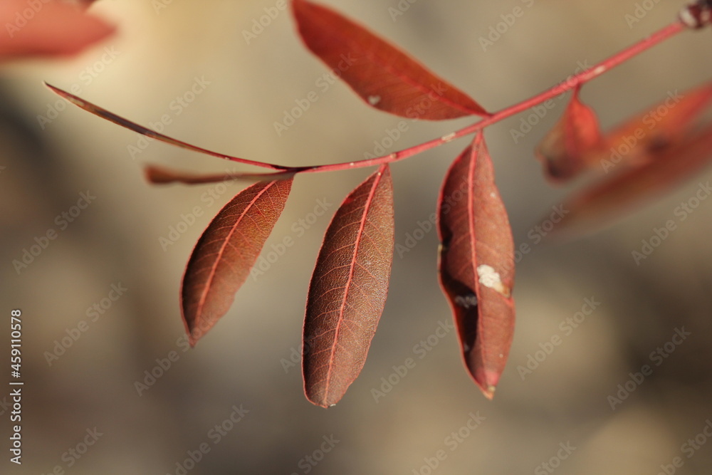 Fototapeta premium Feuilles rouges