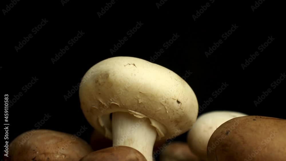 Close-up to the white and brown mushrooms on a black background Close-up to the white and brown mushrooms on a black background