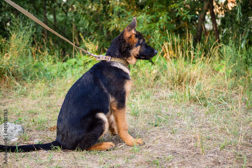 Portrait of a German Shepherd puppy.