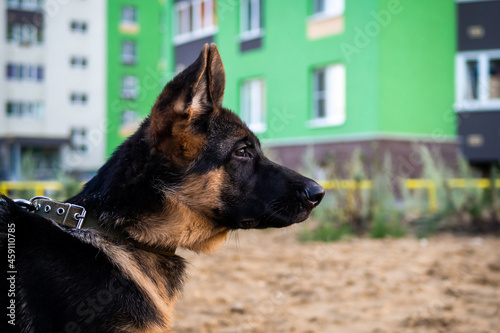 Portrait of a German Shepherd puppy.