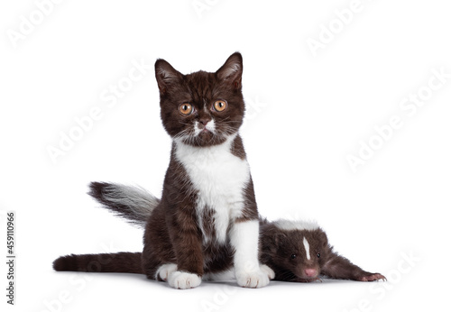 Remarkable duo of brown and white British Shothair cat kitten and skunk. Both looking towards camera. Isolated on a white background. photo