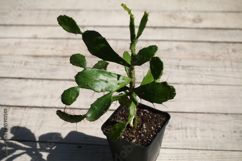 Opuncja brazylijska Brasiliopuntia brasiliensis  photo