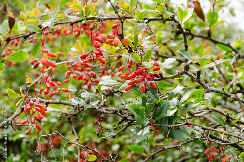 berries of wild ripe barberry  on a branch