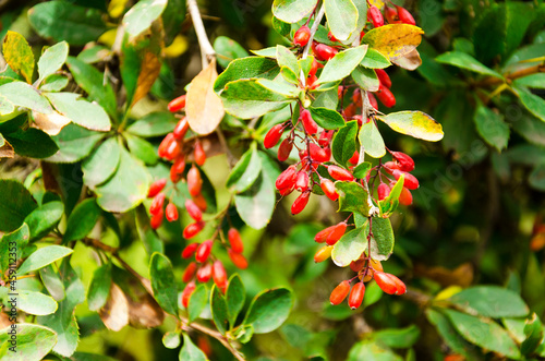berries of wild ripe barberry  on a branch