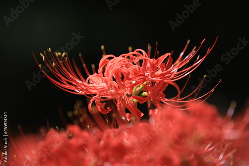 red dahlia flower