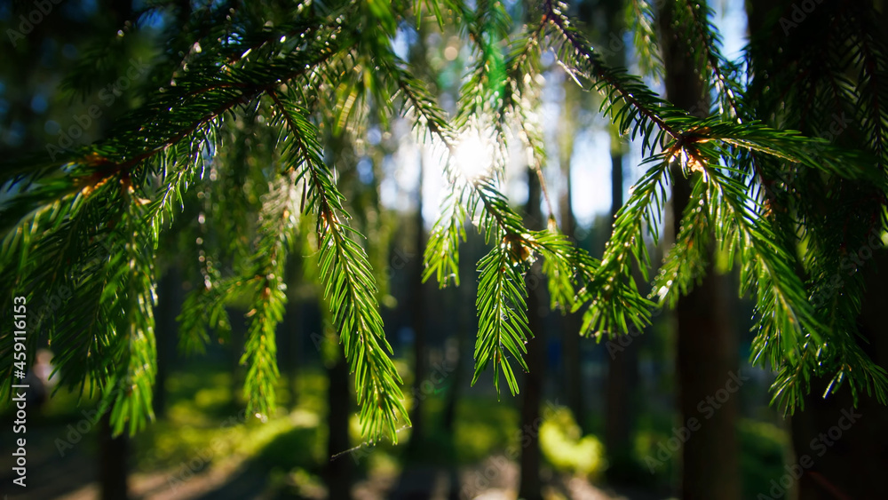 Fototapeta premium The view of the sun bringing the spruce branches