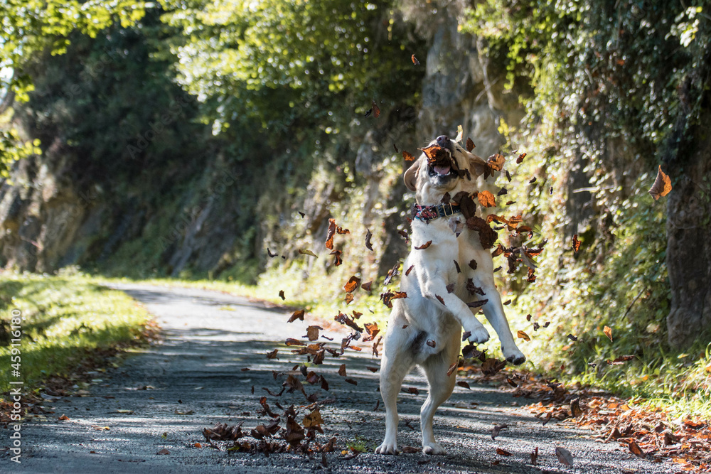 Perro disfruta del otoño saltando entre las hojas