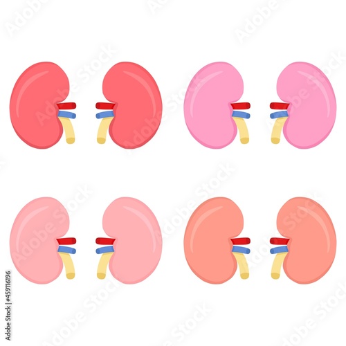 Vector illustration set of healthy kidney, suitable for advertising health and education products