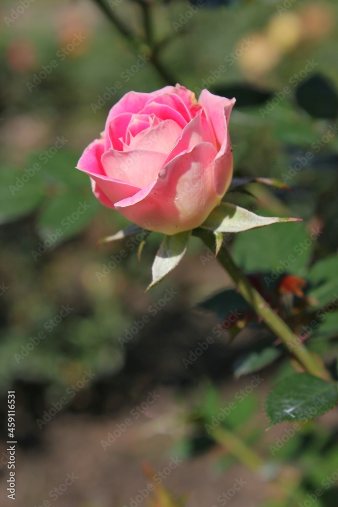 pink rose in garden pink rose in garden