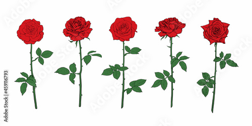 Red rose flower set with leaves and stems. Hand drawn realistic open rosebuds. Vector illustration.