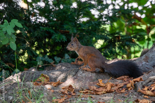 Eichhörnchen posiert für die Kamera in unterschiedlichen Positionen © Patrick