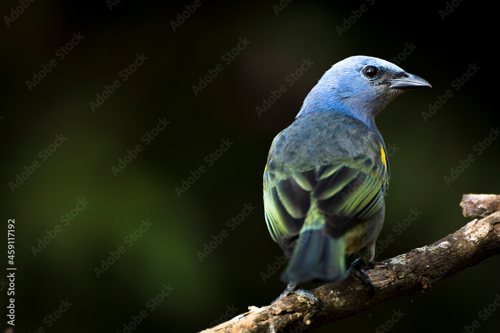 Obraz premium The Golden-chevroned Tanager (or in Brazil sanhaço-de-encontro-amarelo; Thraupis ornata) curious about my camera. 