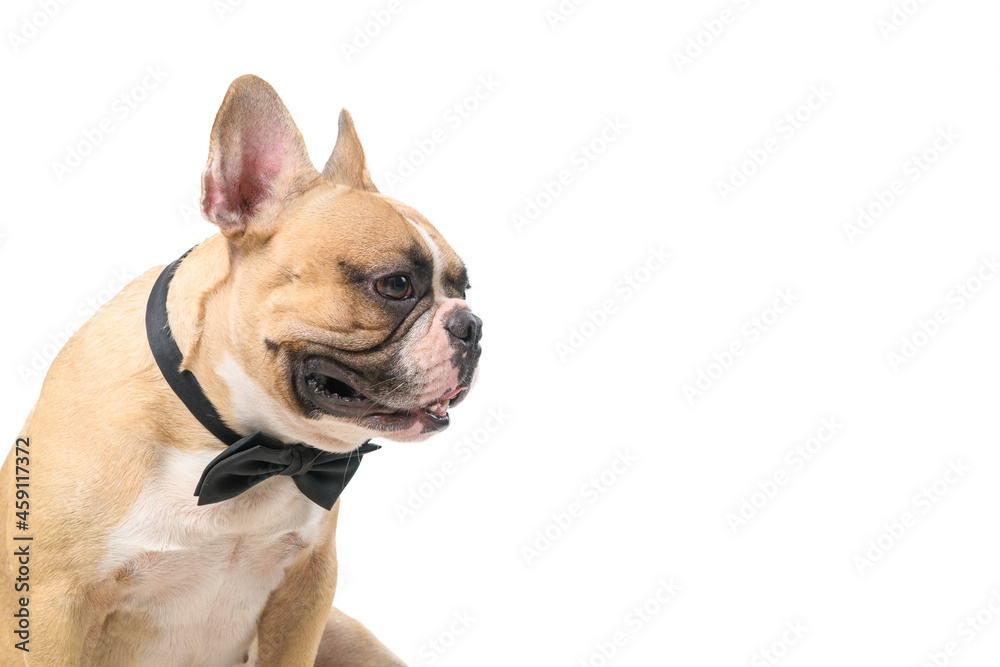 side view of cute french bulldog wear black bow tie isolated