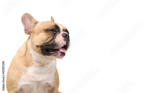 French bulldog sitting with tongue isolated on white background  pets