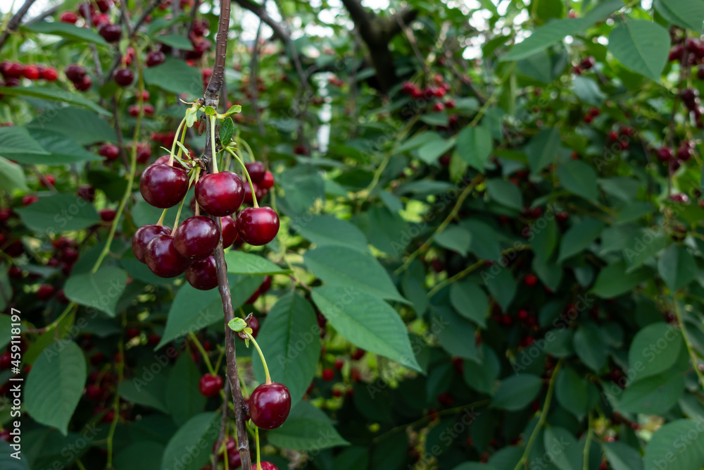 Cherry tree branches bending under the weight of the fruit. Made under good lighting conditions. Cherry tree branches bending under the weight of the fruit. Made under good lighting conditions.