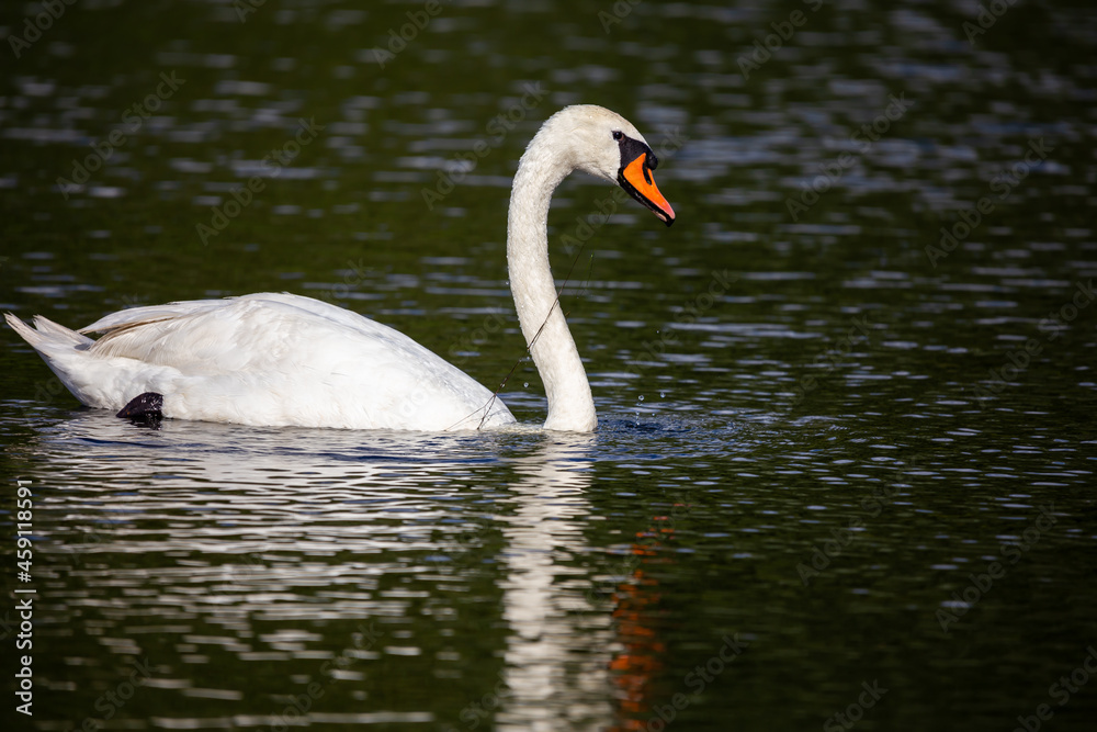 White swan swimming on the pond. Photo taken in good lighting conditions on a sunny day White swan swimming on the pond. Photo taken in good lighting conditions on a sunny day