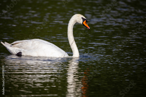 White swan swimming on the pond. Photo taken in good lighting conditions on a sunny day