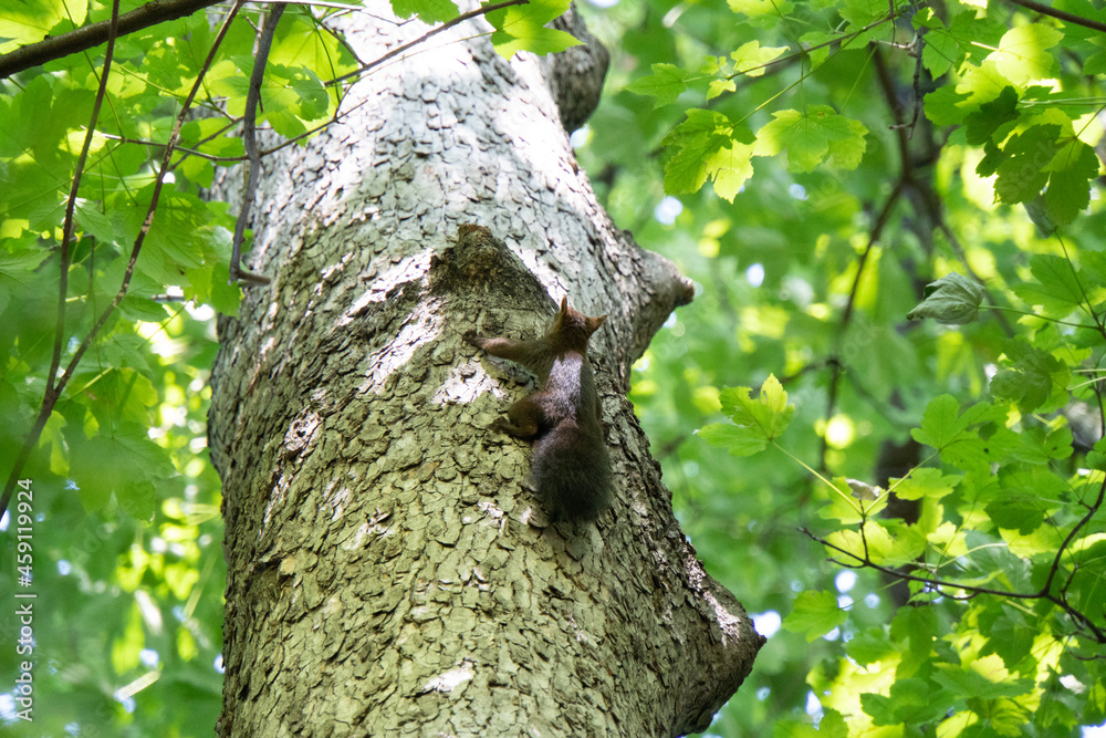 Obraz premium Eichhörnchen auf einem Baum