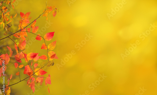 Yellow-red autumn leaves close-up on sunny autumnal background. Warm natural background with copy space.