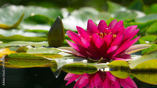 Pink Water Lily/Lotus with reflection on the water