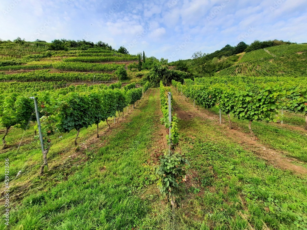 vignoble dans la vallée de la Moselle