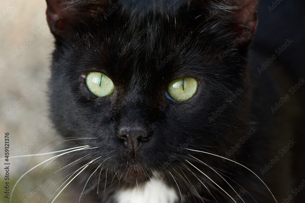 A closeup of a black cat looking to the camera A closeup of a black cat looking to the camera