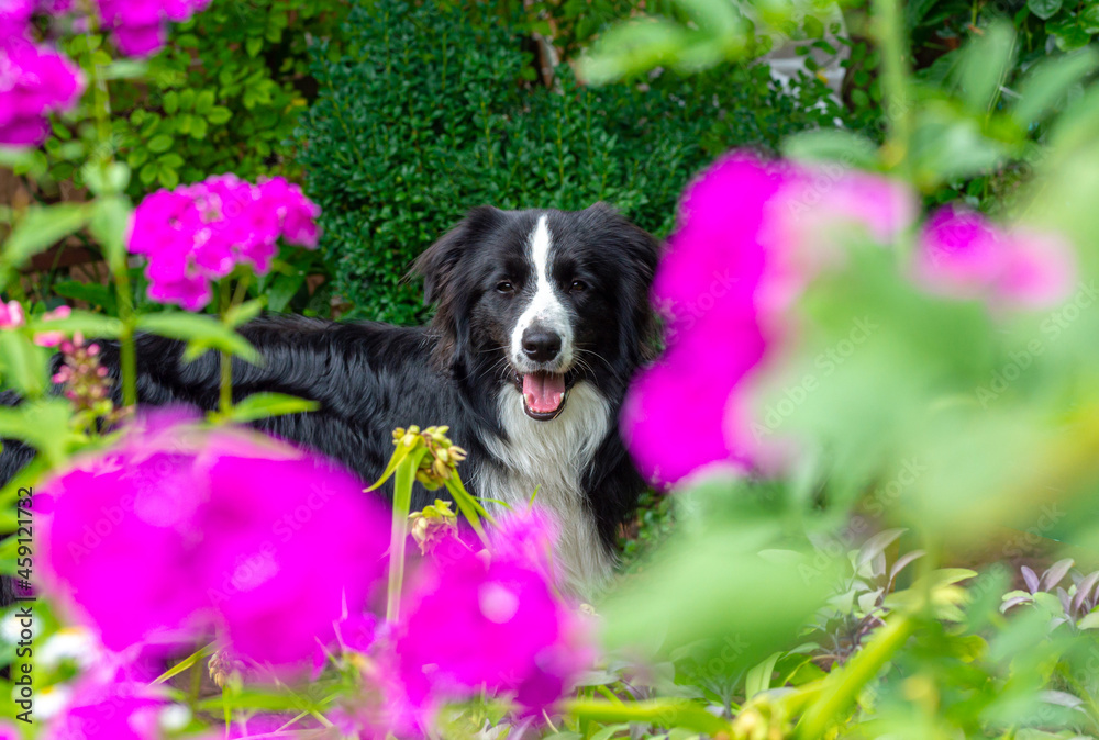 Black and white Border Collie dog. The dog is looking at the camera. A beautiful and very clever dog is resting in the garden. Border Collie in the open air.