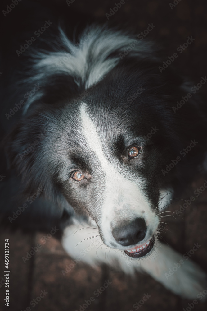 Black and white Border Collie dog. The dog is looking at the camera. A beautiful and very clever dog is resting in the garden. Border Collie in the open air.