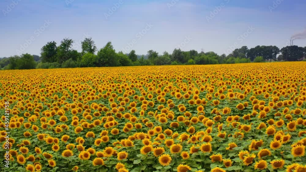 Amazing view of yellow sunflowers. Agriculture field with blooming sunflowers at sunlight. Summer landscape with big farmland of sunflowers. Camera rising. Amazing view of yellow sunflowers. Agriculture field with blooming sunflowers at sunlight. Summer landscape with big farmland of sunflowers. Camera rising.