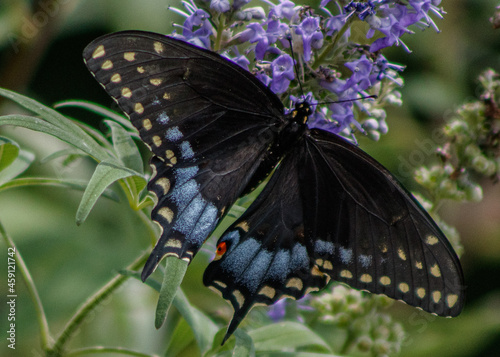 pipevine swallowtail butterfly on a flower photo