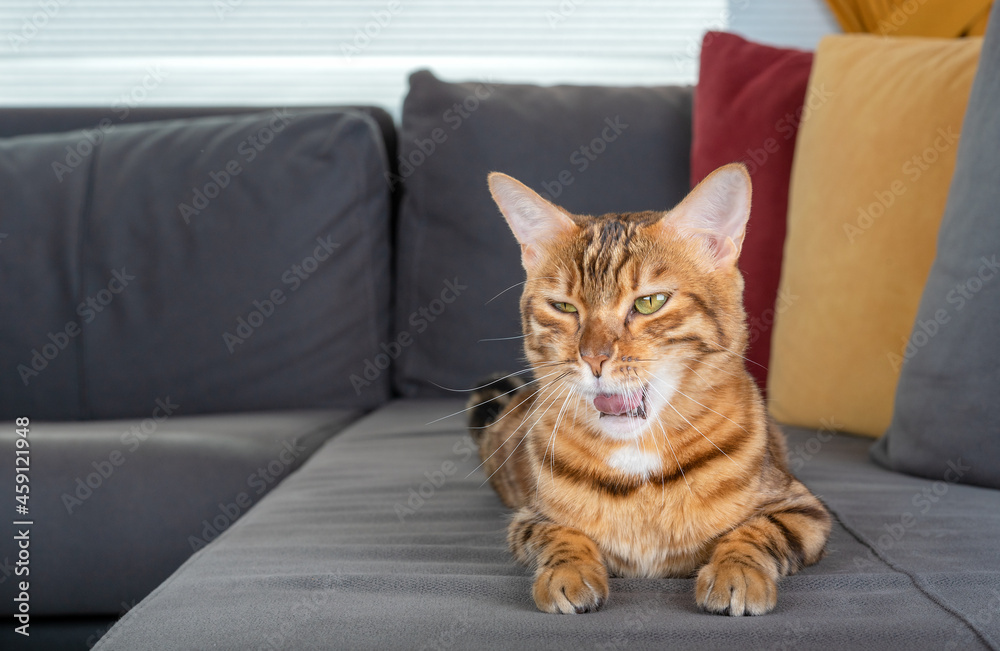 Domestic cat yawns lying on the couch