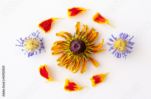 Dried purple aster and yellow rudbeckia flowers, daisies and marigold petals laid out in a pattern on a white background. photo