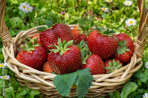 Fototapeta Naklejka Na Ścianę i Meble -  Ripe strawberries in a basket