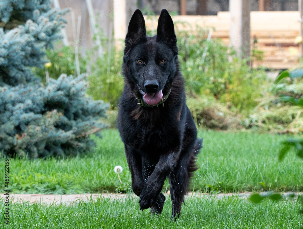 black german shepherd black german shepherd