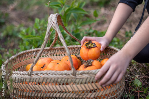 Take out a persimmon from the persimmon basket by hand