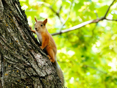 squirrel on a tree © Denis Kalashnikov