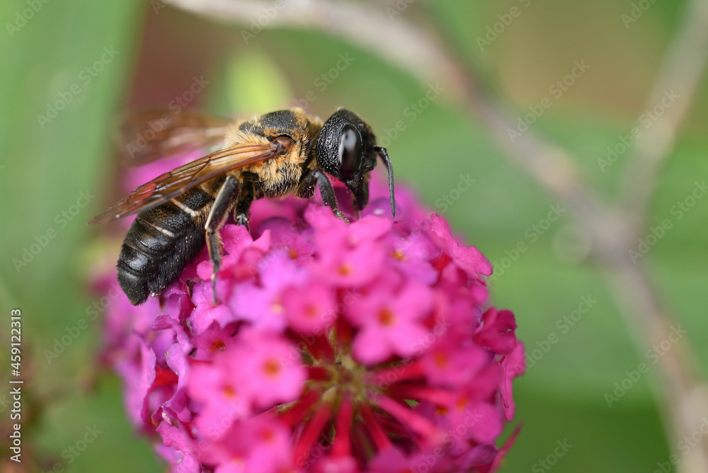 heriades truncorum heriades truncorum