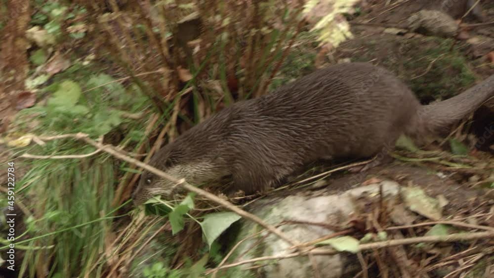 European otter in autumn - germany European otter in autumn - germany