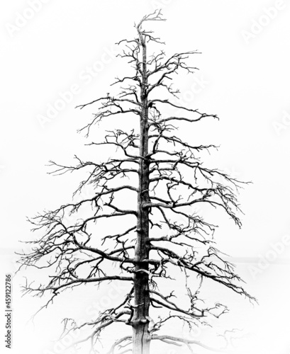 silhouette isolated on white