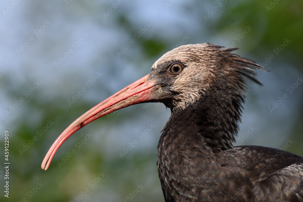 Naklejka premium Waldrapp