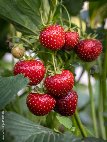 Ripe red strawberries in the garden