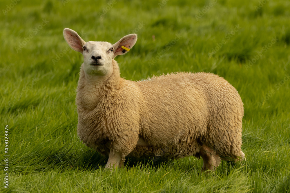 Fototapeta premium Sheep on Pasture