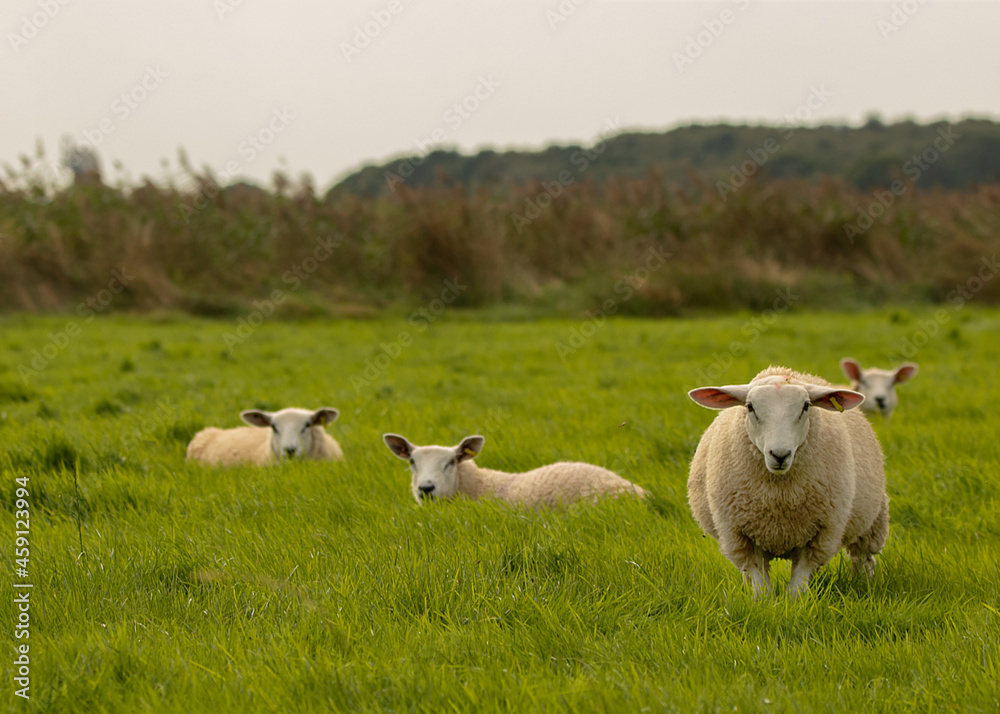 Obraz premium Sheep on Pasture