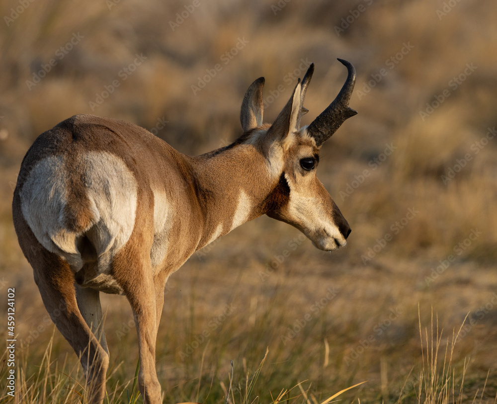 Naklejka premium pronghorn, antelope