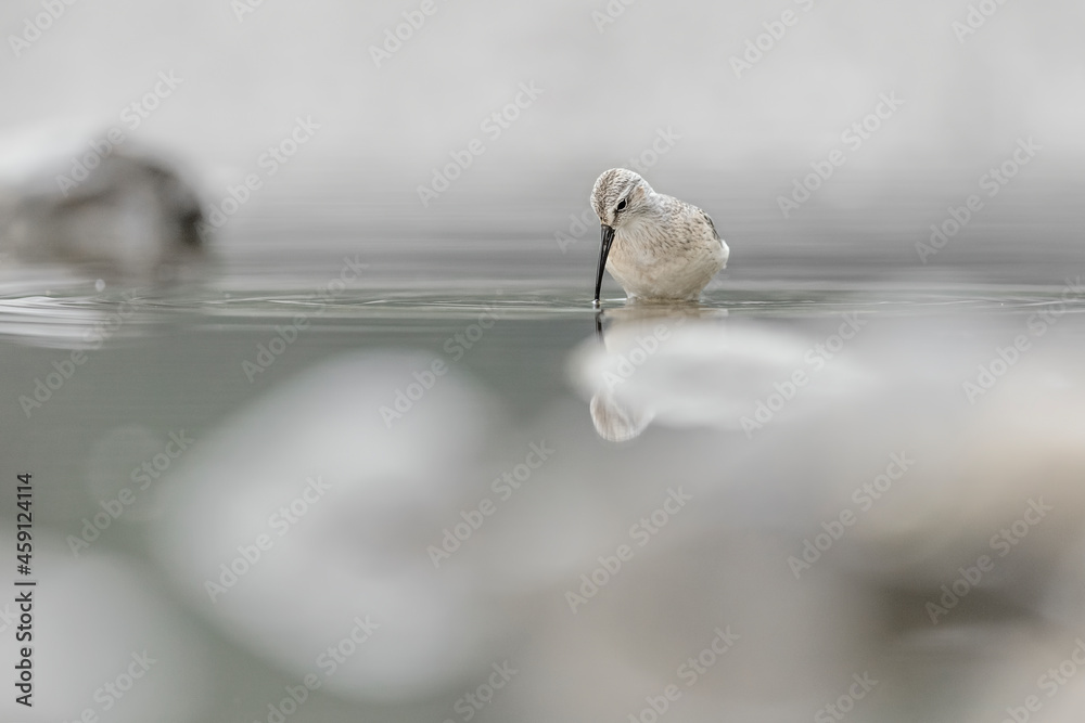 Face to face with the beautiful Curlew sandpiper (Calidris ferruginea) Face to face with the beautiful Curlew sandpiper (Calidris ferruginea)